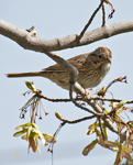 Lincolns Sparrow